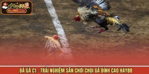 Đá Gà C1 - Trải Nghiệm Sân Chơi Chọi Gà Đỉnh Cao Hay88